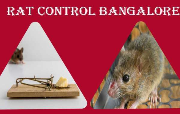 Rat Rodent Control Bangalore | Rodent Control Bangalore