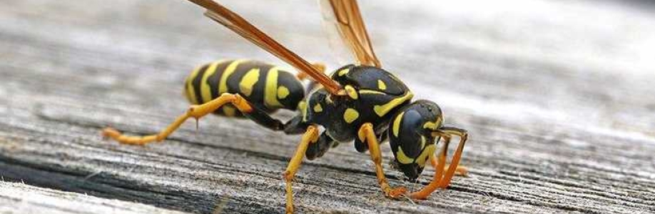 Wasp Control Melbourne Cover Image