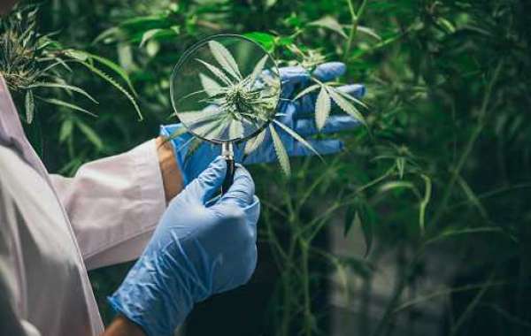 Mexico Medicinal Cannabis Market