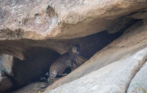 WelcomHeritage Cheetahgarh: Leopard Safari Resort in Jawai, Rajasthan