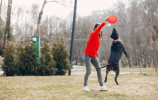 Common Mistakes That People Make When Training Their Dogs