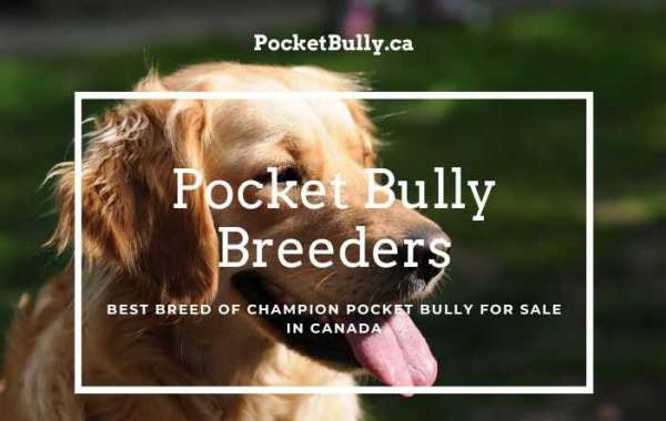 Why Pocket Bully is the Perfect Mini Bully?
