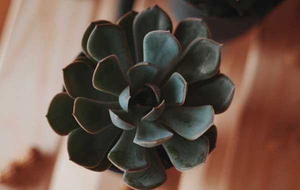 what are succulent plants and how to grow them