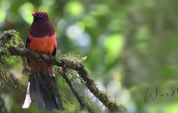 Bhutan Birding Tour