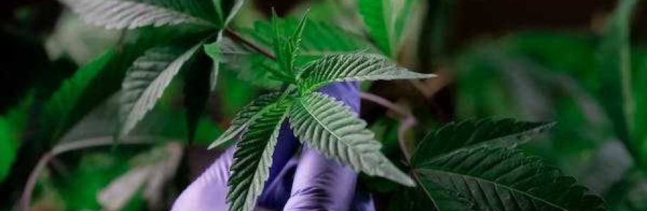 Herbarium Weed Dispensary Los Angeles Marijuana Cover Image