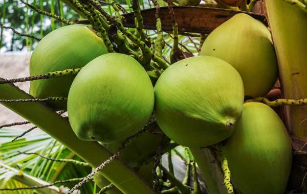 What Are the Benefits of Drinking Thai Fresh Coconut Water in the Morning?