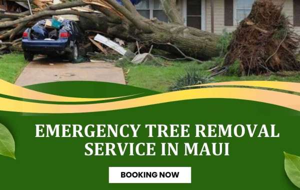 Emergency Tree Removal Service In Maui, Hawaii - Island Tree Style