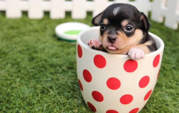 Puppy Training 101: Essential Tips for a Well-Behaved Companion