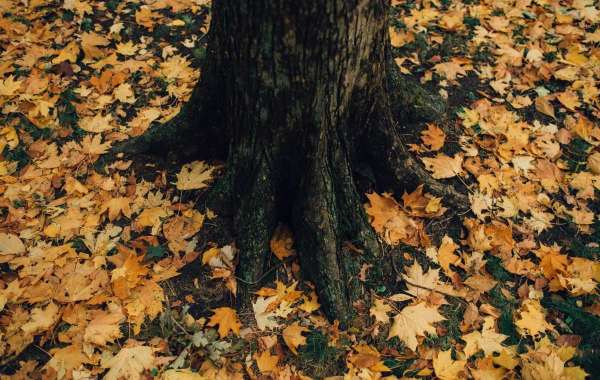 The Dangers of Neglecting Regular Tree Trimming