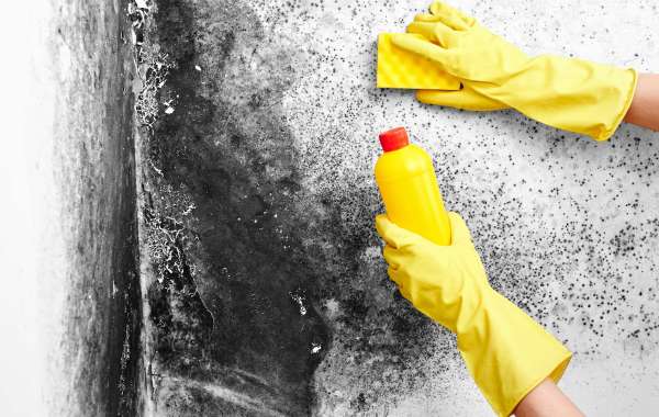 3 Ways You Can Deal With Mold In Your Walls