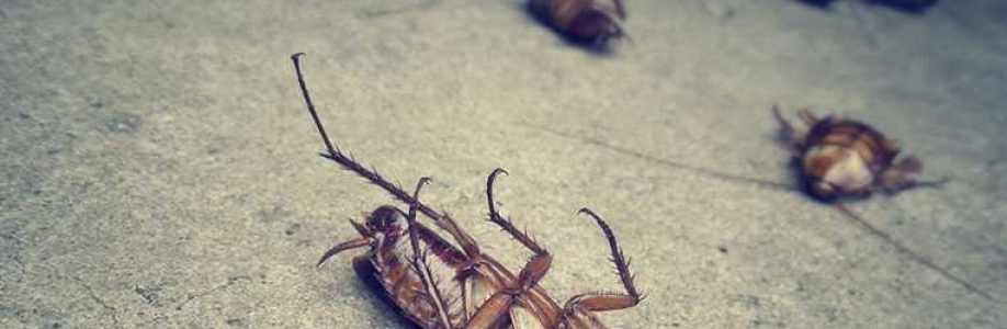 Active Pest Control Management Cover Image