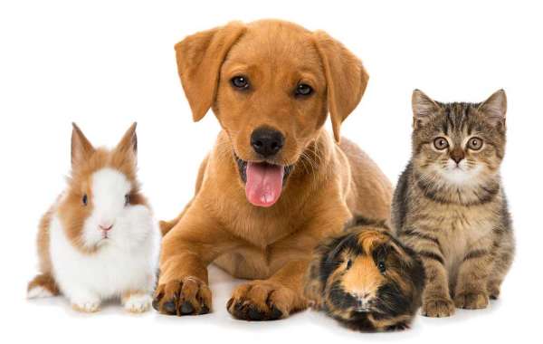 Pet Insurance Market 2023 | Industry Share, Growth and Forecast 2028