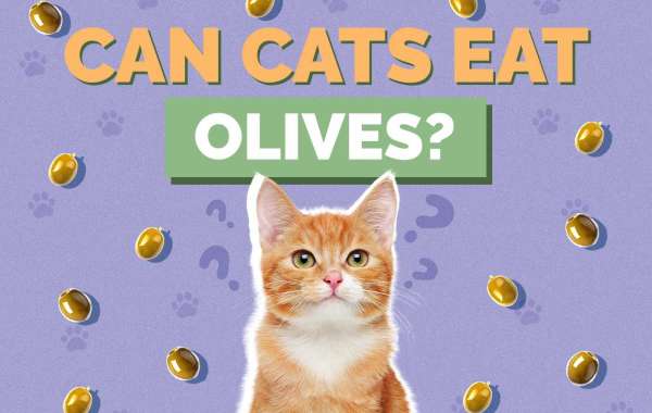 Green Olives and Feline Friends: Are They a Safe Combo?