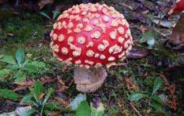 The Magic of Psilocybin: Buying Magic Mushrooms Online