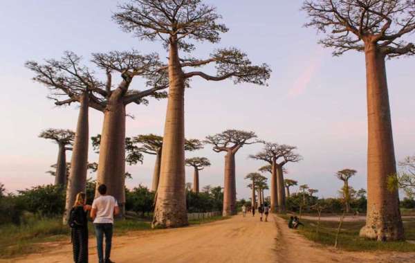 Baobab Coast Tour with Madagascar Tours Guide: A 16-Day Adventure in the West of Madagascar