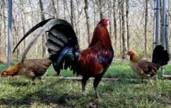 "Game Fowl For Sale: Your Portal to Premium Game Birds and Chicks