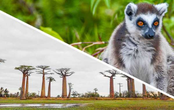 Explore the Rich and Diverse Wildlife of Madagascar with Private Tours by Madagascar Tours Guide