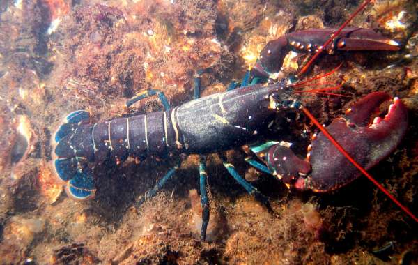 Europe Lobster Market Statistics and Research Analysis Detailed in Latest Research Report to 2023-28