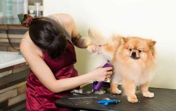 Global Pet Grooming Market Set to Experience a Massive 5.9% CAGR During 2023-2028