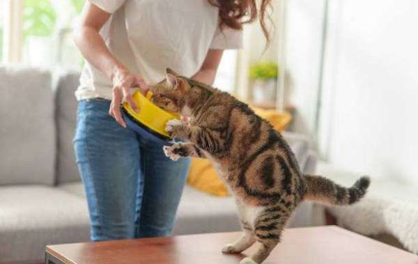 Katze zum Fressen animieren: Tipps und Tricks für eine gesunde Ernährung