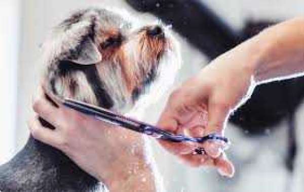 Mastering the Art of Pet Grooming for Beginners