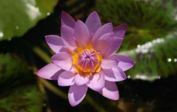 Dive into Tranquility: Waterlily Festival at Saiwc
