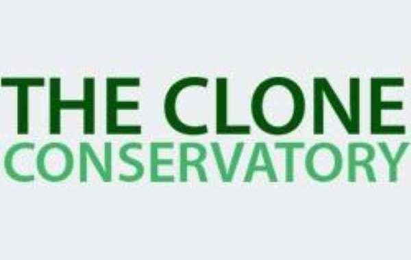 Flourish with Feminized Excellence: The Clone Conservatory's Cannabis Seeds