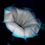 moon Flower Profile Picture