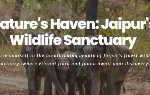 Exploring the Ethical Marvels: Elephant Sanctuaries in India with Elefanjoy