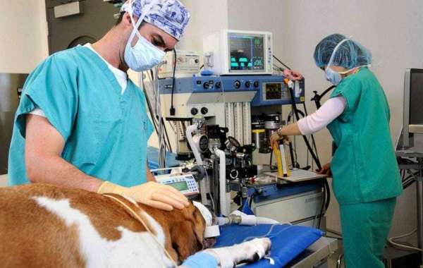 Veterinary Ventilators Market to Expand at CAGR of 2.5% during Forecast Period, notes TMR Study