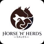 horse nherds Profile Picture