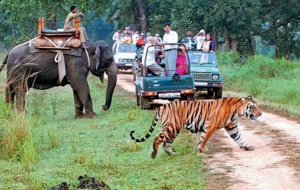 Jim Corbett Tour Packages | Jim Corbett Resort Booking | Jim Corbett Safari Booking