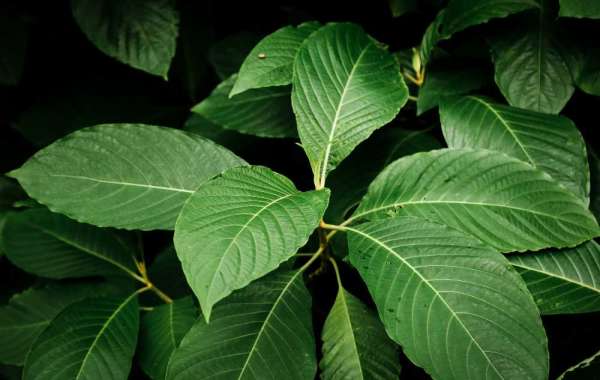 The Ultimate Guide to Buying Kratom Online