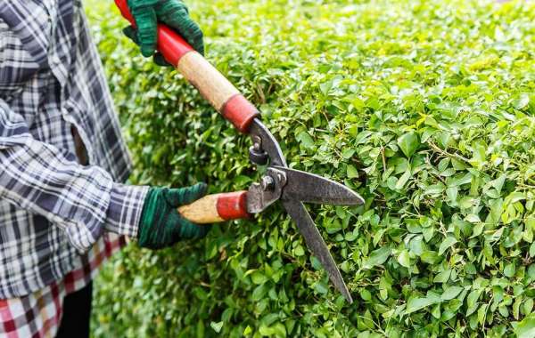 Crafting Nature's Canvas: Premier Landscaping Services in Tacoma