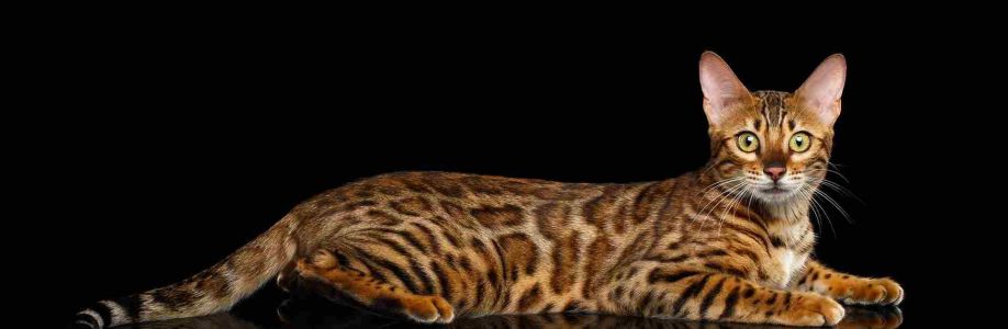 The Bengal Cats Cover Image
