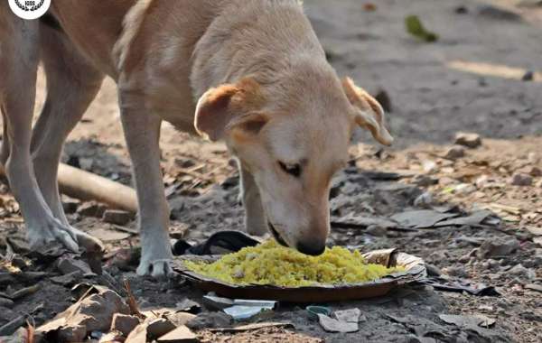 Lucknow Dog NGO IGSS: A Beacon of Hope for Stray Dogs