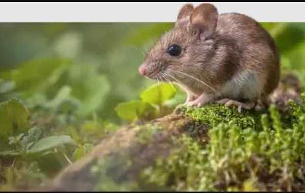 Reliable Rodent Control in Miami – V Pest Control