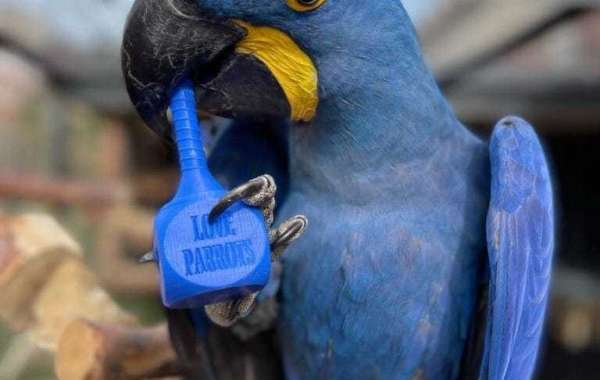 Unveiling the True Cost of Owning a Macaw: A Comprehensive Guide to Macaw Prices