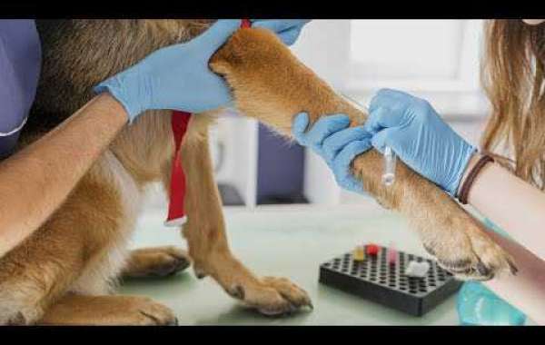 Os Segredos para Selecionar o Melhor Laboratório Veterinário para Exames Hormonais