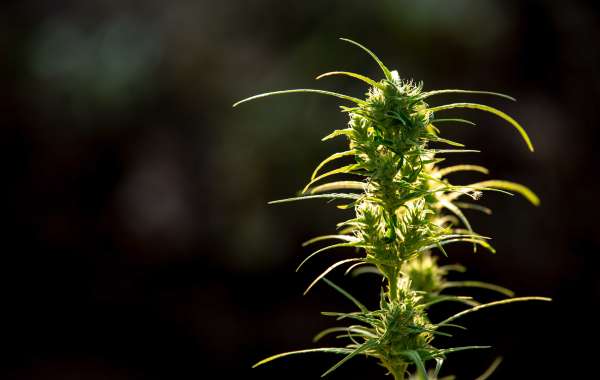 Medical Marijuana and Your Health: Why Boulder Residents Are Turning to Cannabis