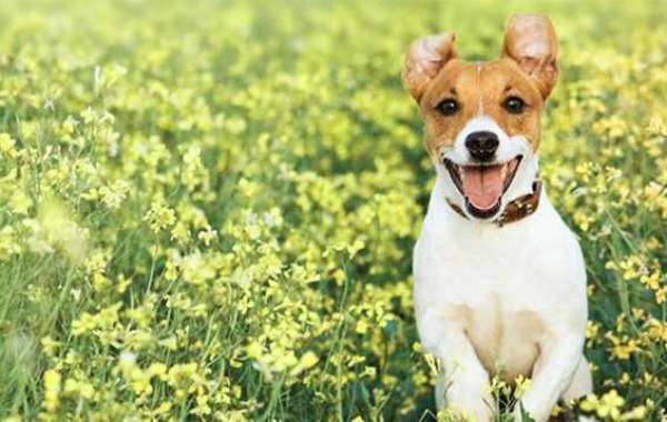 Best Dog and Puppy Training Courses: A Guide to Raising a Well-Behaved Pet