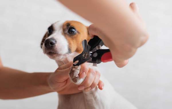 The Ultimate Guide to Poodle Grooming: Tips from Barks in the Bay Experts