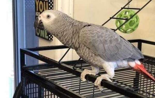Understanding the Factors Influencing the Cost of African Grey Parrots